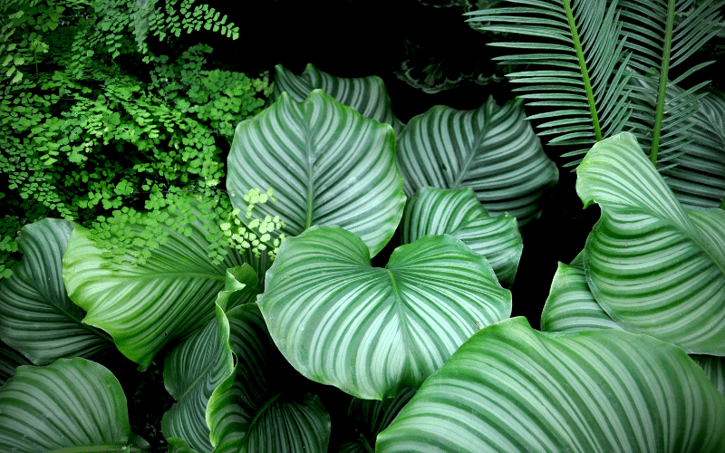 Lush Green Plants