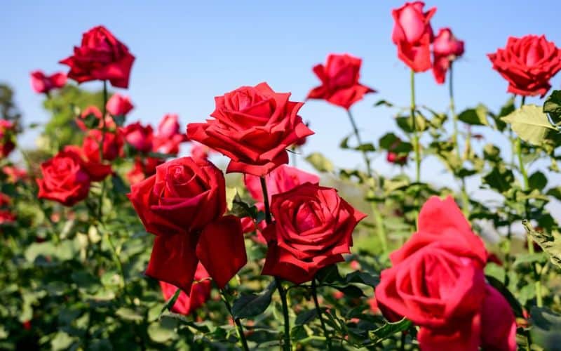 The Enduring Charm of Roses in Your Garden