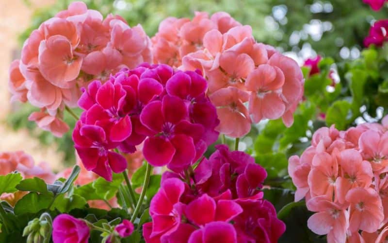 Vivid Simplicity Enhance Your Garden with Low-Maintenance Geraniums