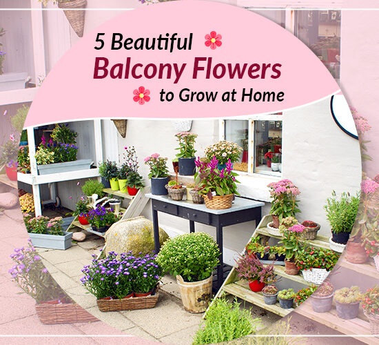 5 Beautiful Balcony Flowers to Grow at Home
