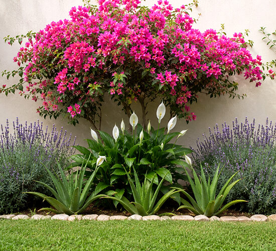 Low-Maintenance Garden Plants That Thrive With Minimal Effort